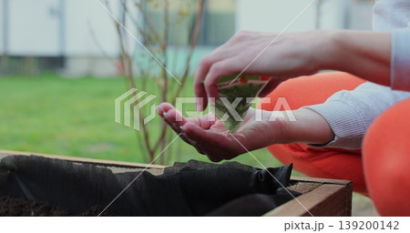 Woman planting lettuce in raised garden beds. Growing organic food near home. 139200142