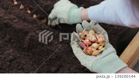 Young woman planting onions in raised garden beds. Growing organic produce near her home. 139200144
