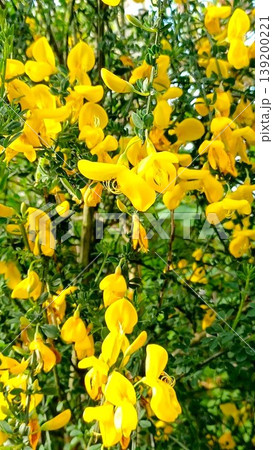 春の花 鮮やかな黄色の花のエニシダ 春の花 鮮やかな黄色の花のエニシダ 139200221