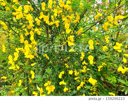 春の花　鮮やかな黄色の花のエニシダ 139200223