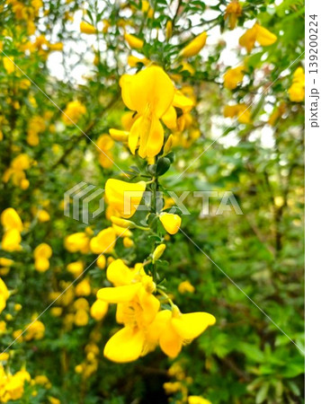 春の花　鮮やかな黄色の花のエニシダ 139200224