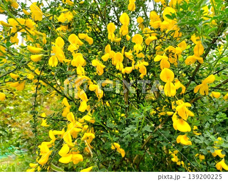 春の花 鮮やかな黄色の花のエニシダ 春の花 鮮やかな黄色の花のエニシダ 139200225