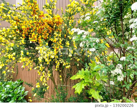 春の花　鮮やかな黄色の花のエニシダ 139200226