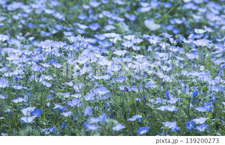 ネモフィラの花 139200273