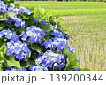 鮮やかな青いガクアジサイの花と水田 139200344