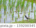 田植えが終わった水田ムクドリ 139200345