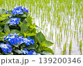 鮮やかな青いガクアジサイと水田の景色 139200346