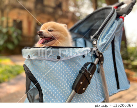 Adorable Pomeranian relaxing in a pet stroller on a park pathway with vintage architecture behind. Lifestyle image highlighting modern pet travel, comfort gear, outdoor leisure, and joyful companion Adorable Pomeranian relaxing in a pet stroller on a park pathway with vintage architecture behind. Lifestyle image highlighting modern pet travel, comfort gear, outdoor leisure, and joyful companion 139200367