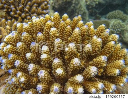 Close-up of Acropora coral during a dive on a reef with natural sunlight. Underwater world detail background. Coral underwater in the ocean. 139200537
