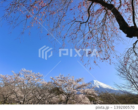 青空に映える富士山と桜 青空に映える富士山と桜 139200570