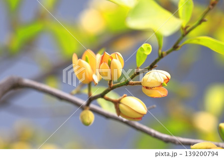 クリーム色の唐種招霊(カラタネオガタマ)の花と蕾 クリーム色の唐種招霊(カラタネオガタマ)の花と蕾 139200794
