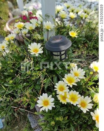 202505白いガザニア 202505白いガザニア 139200889