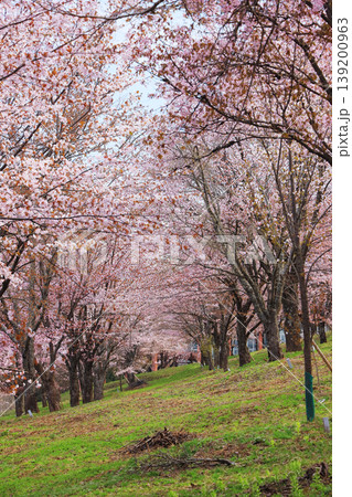 心がほどける桜並木｜ピンクに染まる森と続く小道の絶景（福島・桜峠） 139200963