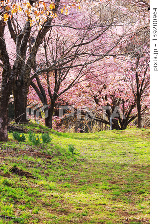 春の小径を彩る桜のトンネルと新緑の光景|福島・桜峠 春の小径を彩る桜のトンネルと新緑の光景|福島・桜峠 139200964