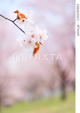 桜の余白美|ふんわりボケに浮かぶ一輪の春(福島・桜峠) 桜の余白美|ふんわりボケに浮かぶ一輪の春(福島・桜峠) 139200965