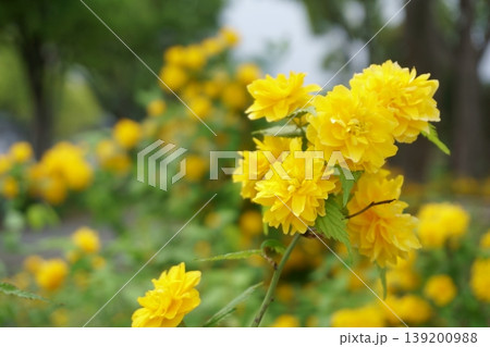 ヤマブキ　黄色い春の花 139200988