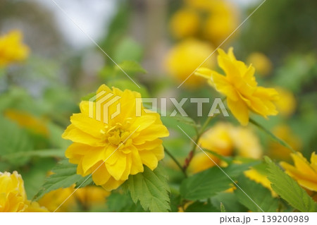 ヤマブキ　春の黄色の花 139200989