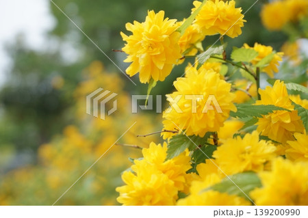 公園の花壇に咲くヤエヤマブキの花 139200990
