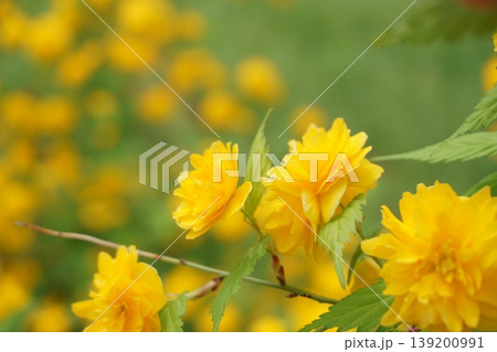 春の黄色い花　満開のヤエヤマブキ 139200991