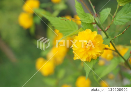 黄金色に咲き誇るヤエヤマブキの花 139200992