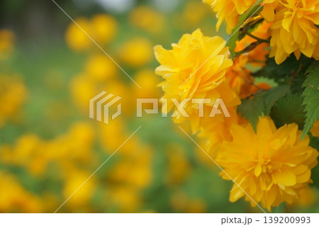 春の花　満開の黄色いヤマブキの花 139200993