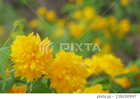 春の花　黄色いヤマブキ 139200997