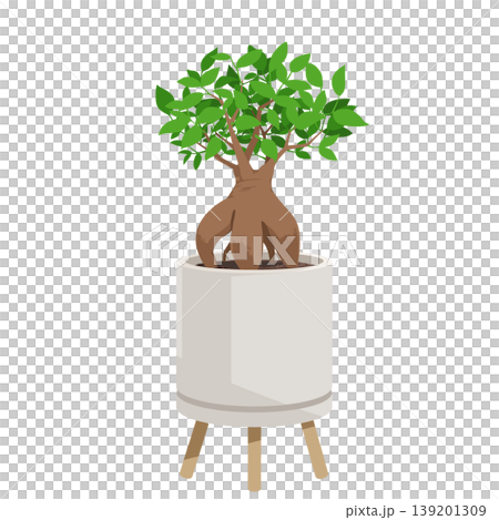 A simple flat illustration of a potted Ficus microcarpa (Gajumaru) houseplant. A simple flat illustration of a potted Ficus microcarpa (Gajumaru) houseplant. 139201309