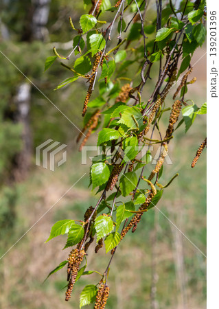 A birch branch with green leaves and earrings. Allergies due to spring blooms and pollen A birch branch with green leaves and earrings. Allergies due to spring blooms and pollen 139201396