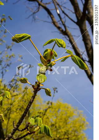 Green Chestnut Leaves in beautiful light. Spring season, spring colors. Aesculus hippocastanum, the horse chestnut 139201397