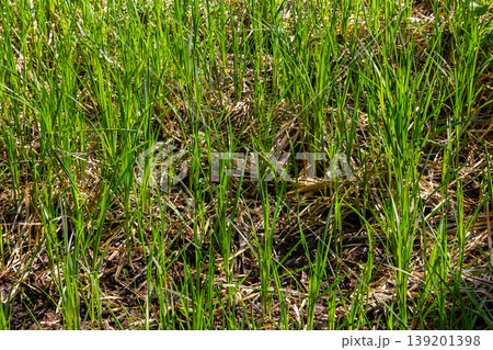 fresh green sprouts growth in a water, spring flood scene 139201398