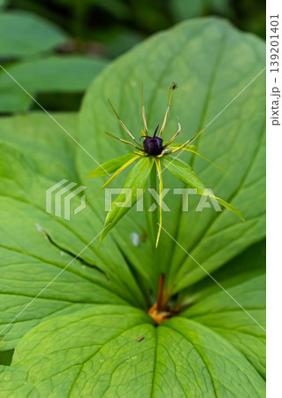 Paris quadrifolia in bloom. It is commonly known as herb Paris or true lover's knot 139201401