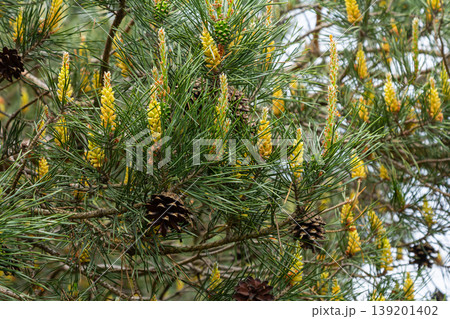 Selective focus of detail of ovoid and orange shoots of Pinus pinea and green needles with blurred background Selective focus of detail of ovoid and orange shoots of Pinus pinea and green needles with blurred background 139201402