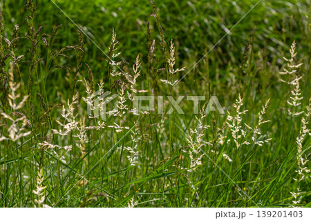 Calamagrostis arundinacea is a species of bunch grass in the family Poaceae, native to Eurasia, China and India. closeup of weeds of tropical mountains. Wild grass wallpaper. Weeds. nature grass Calamagrostis arundinacea is a species of bunch grass in the family Poaceae, native to Eurasia, China and India. closeup of weeds of tropical mountains. Wild grass wallpaper. Weeds. nature grass 139201403