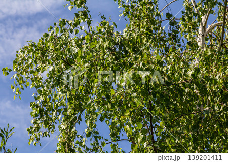 Close up view of flowering yellow catkins on a river birch tree betula nigra in spring, with blue sky background Close up view of flowering yellow catkins on a river birch tree betula nigra in spring, with blue sky background 139201411