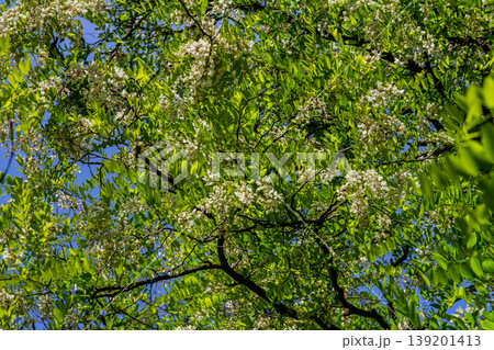 Common robinia, Robinia pseudoacacia with white flowers on the tree Common robinia, Robinia pseudoacacia with white flowers on the tree 139201413