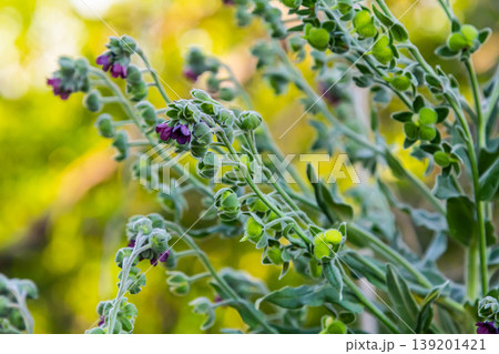 In the wild, Cynoglossum officinale blooms among grasses. A close-up of the colorful flowers of the common sedum in a typical habitat In the wild, Cynoglossum officinale blooms among grasses. A close-up of the colorful flowers of the common sedum in a typical habitat 139201421