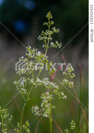 Beautiful blooming white bedstraw in June, galium album 139201425