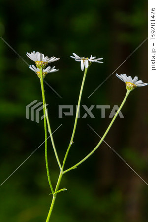 In the spring in the wild in the woods blooms tansy shields Tanacetum corymbosum 139201426
