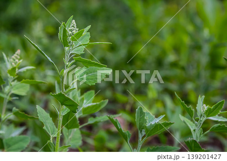 Chenopodium album, edible plant, common names include lamb's quarters, melde, goosefoot, white goosefoot, wild spinach, bathua and fat-hen 139201427