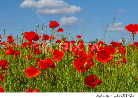 Papaver rhoeas or common poppy, red poppy is an annual herbaceous flowering plant in the poppy family, Papaveraceae, with red petals 139201428