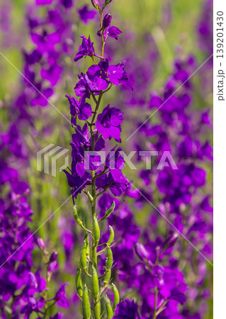 Consolida orientalis. Eastern Larkspur. Bright purple flowers on a green meadow Consolida orientalis. Eastern Larkspur. Bright purple flowers on a green meadow 139201430