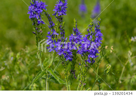 Veronica spicata spiked speedwell syn. Pseudolysimachion spicatum is a species of flowering plant in the family Plantaginaceae Veronica spicata spiked speedwell syn. Pseudolysimachion spicatum is a species of flowering plant in the family Plantaginaceae 139201434