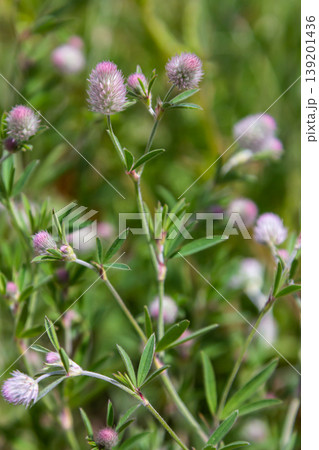 Trifolium arvense closeup. Fluffy clover in a meadow. Summer flora growing in the field. Colorful bright plants. Selective focus on the details, blurred background 139201436