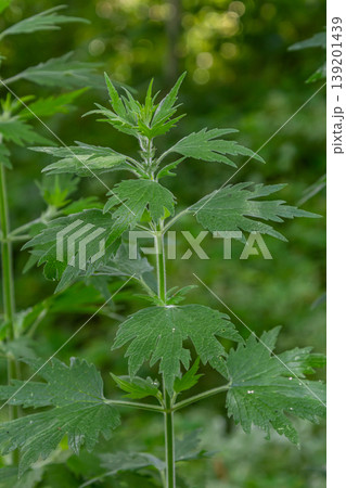 Leonurus cardiaca, known as motherwort. Other common names include throw-wort, lion's ear, and lion's tail. Medicinal plant. Grows in nature 139201439