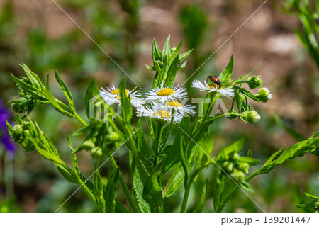 Erigeron annuus known as annual fleabane, daisy fleabane, or eastern daisy fleabane 139201447