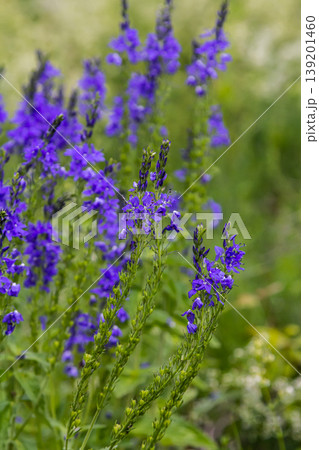 Veronica spicata spiked speedwell syn. Pseudolysimachion spicatum is a species of flowering plant in the family Plantaginaceae Veronica spicata spiked speedwell syn. Pseudolysimachion spicatum is a species of flowering plant in the family Plantaginaceae 139201460