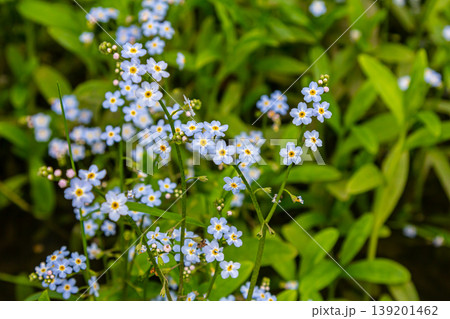 Myosotis scorpioides true or water forget me not. Turkish name Unutma beni cicegi Myosotis scorpioides true or water forget me not. Turkish name Unutma beni cicegi 139201462