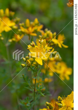 flowers of Saint Johns wort, Hypericum perforatum 139201466