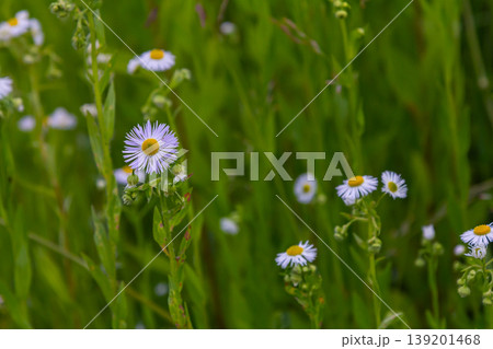 Erigeron annuus known as annual fleabane, daisy fleabane, or eastern daisy fleabane 139201468
