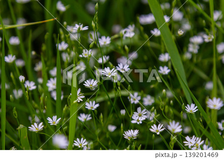 White blossoms of the longleaf bird's eye Stellaria longifolia White blossoms of the longleaf bird's eye Stellaria longifolia 139201469